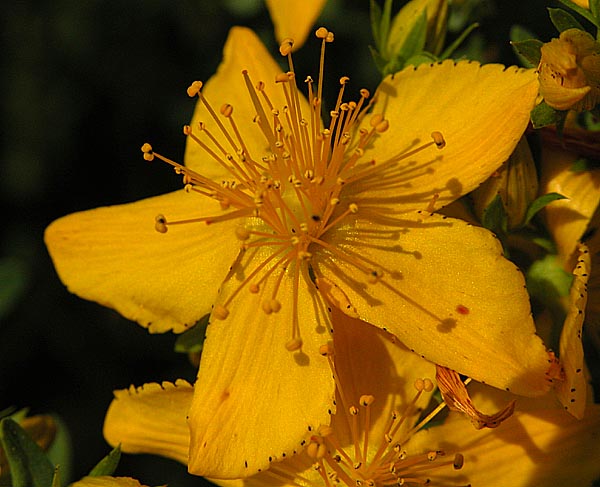 St. John's Wort flower